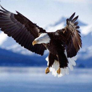 download Bald Eagle HD desktop wallpaper : Widescreen : High Definition …