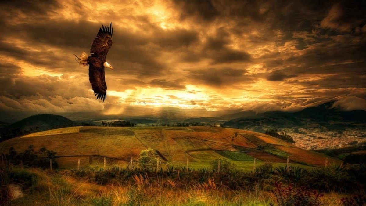 Flying Eagle HD Wallpapers – HD Wallpapers Pop