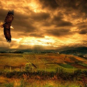 download Flying Eagle HD Wallpapers – HD Wallpapers Pop