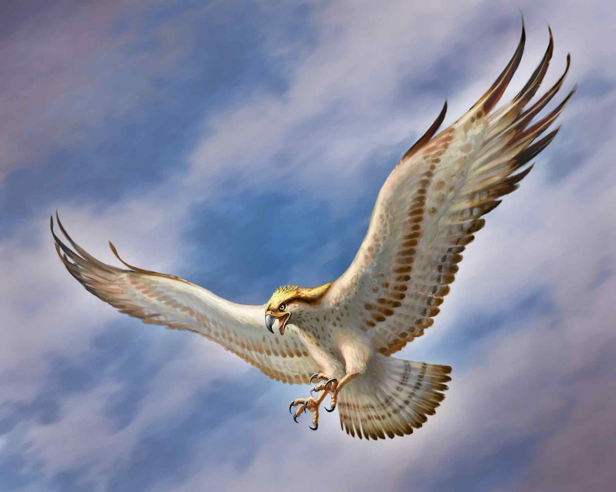 Flying Eagle HD Wallpapers – HD Wallpapers Pop