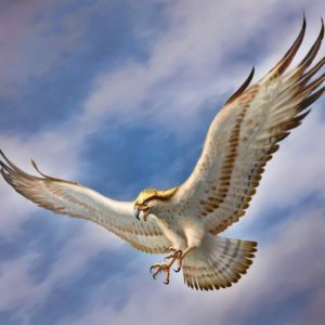 download Flying Eagle HD Wallpapers – HD Wallpapers Pop