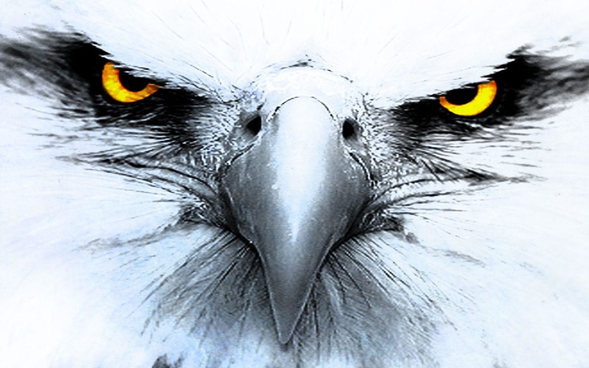 328 Eagle HD Wallpapers | Backgrounds – Wallpaper Abyss