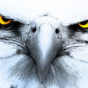 download 328 Eagle HD Wallpapers | Backgrounds – Wallpaper Abyss