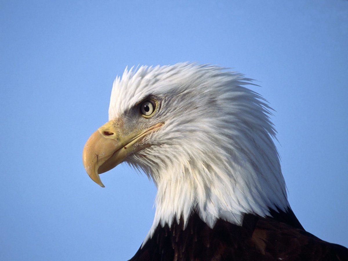 Eagle Wallpapers Free Download Group (89+)