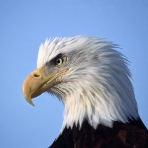 download Eagle Wallpapers Free Download Group (89+)