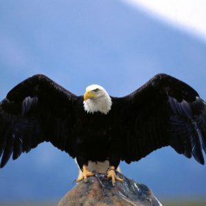 download bald-eagle – Page 19