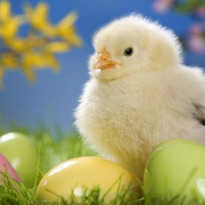 download 20 HD Easter Wallpapers