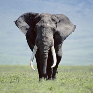 download Fonds d'écran Elephant : tous les wallpapers Elephant