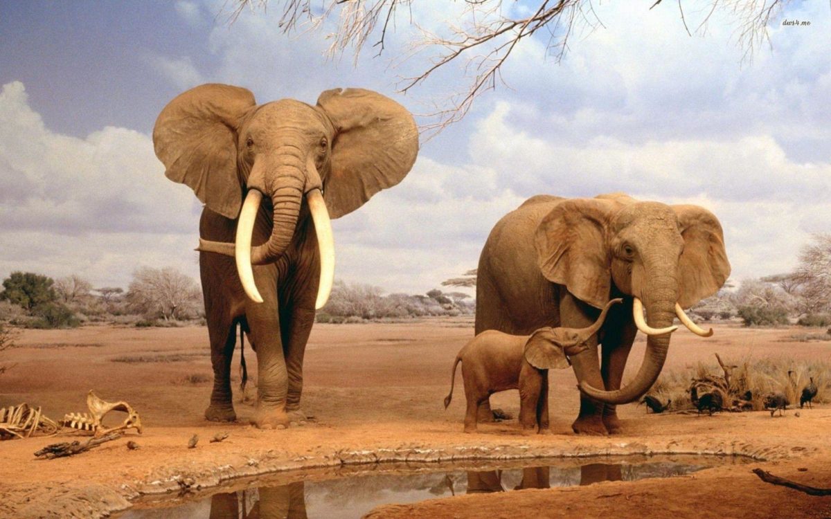 Fonds d'écran Elephant : tous les wallpapers Elephant