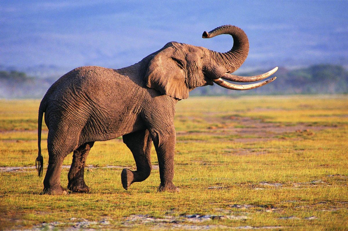 Elephant Desktop Wallpaper | Elephant Pictures | New Wallpapers