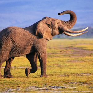 download Elephant Desktop Wallpaper | Elephant Pictures | New Wallpapers