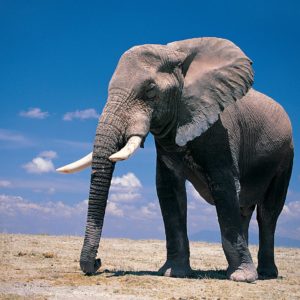 download Wallpapers For > Elephant Wallpaper