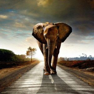 download elephant_wallpapers_high_ …