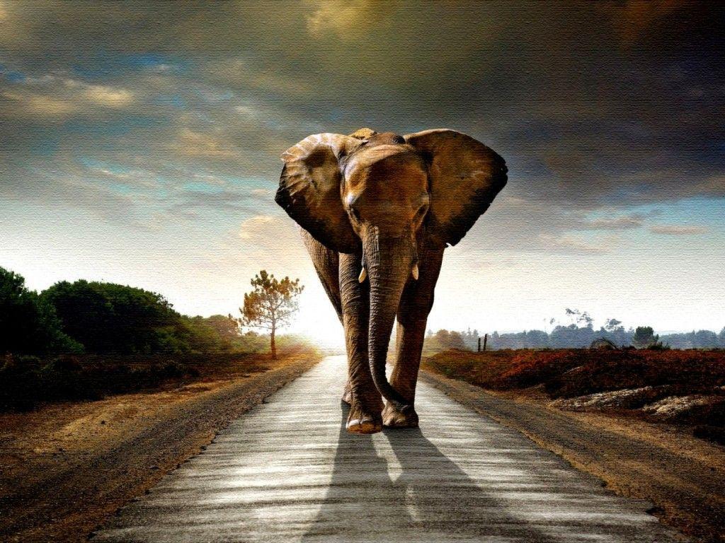 elephant_wallpapers_high_ …
