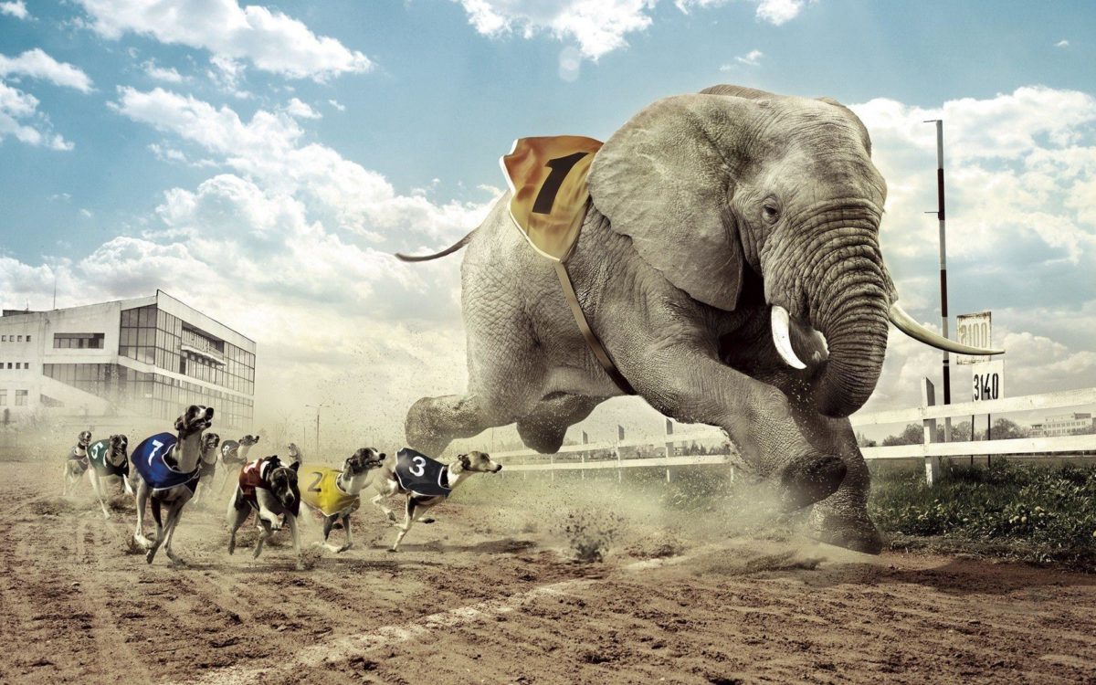 Dogs racing an elephant Wallpaper #