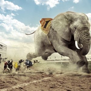 download Dogs racing an elephant Wallpaper #