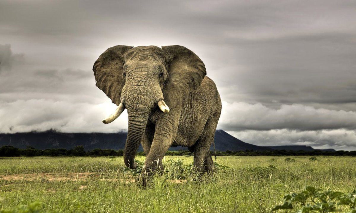 african_elephant_wallpaper-7.jpg
