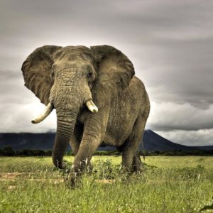 download african_elephant_wallpaper-7.jpg