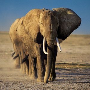 download Elephant Wallpaper – Animal Wallpapers (7109) ilikewalls.