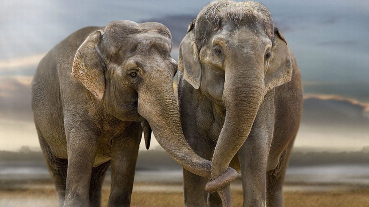 Cute Elephant desktop Wallpaper Pics free download | Lashwallpapers