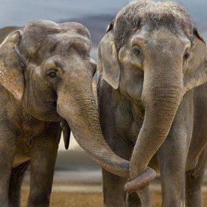 download Cute Elephant desktop Wallpaper Pics free download | Lashwallpapers