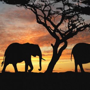 download macbook elephant wallpaper – Wallpapers
