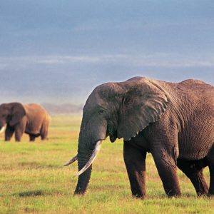 download Elephant Wallpaper – Animal Wallpapers (7267) ilikewalls.
