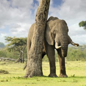 download Elephant Computer Wallpapers, Desktop Backgrounds 2560×1600 Id: 351429