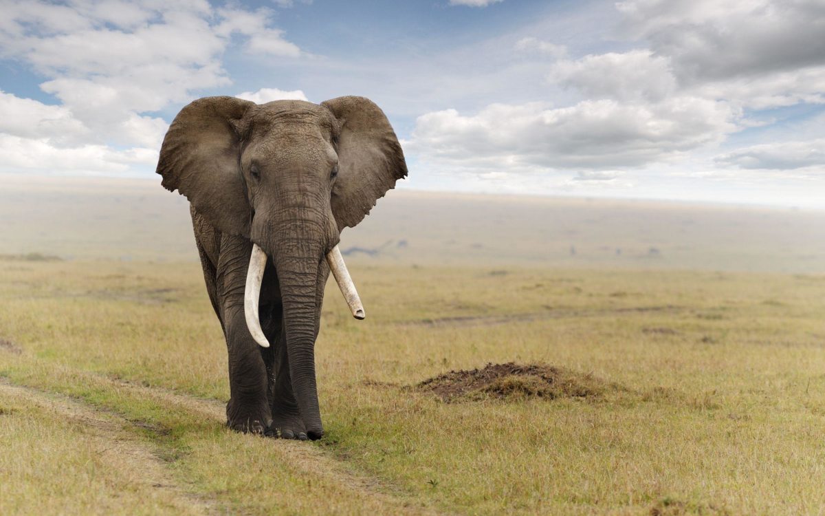 Fonds d'écran Elephant : tous les wallpapers Elephant