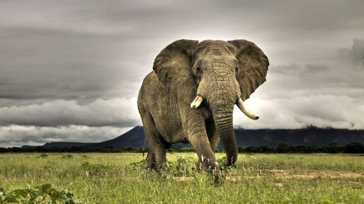 elephant wallpapers | elephant wallpapers
