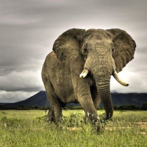 download elephant wallpapers | elephant wallpapers
