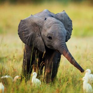 download baby_elephant_wallpapers_free_ …