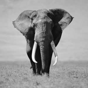 download Animals For > Elephant Wallpaper Black And White