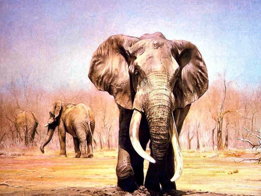 Wallpapers For > Painted Indian Elephant Wallpaper