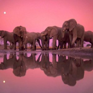 download Wallpapers For > Colorful Elephant Wallpapers