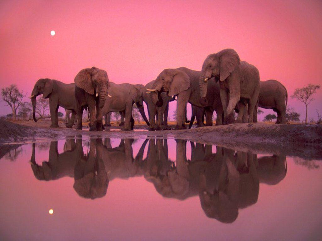 Wallpapers For > Colorful Elephant Wallpapers