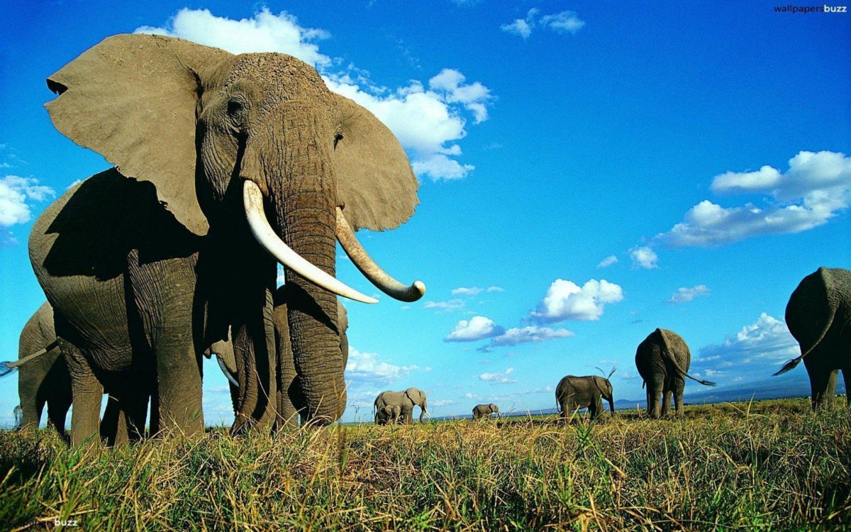 Elephant Wallapaper hd (7) – Wallpapers Online | Amazing …