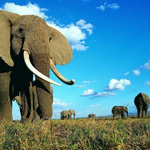 download Elephant Wallapaper hd (7) – Wallpapers Online | Amazing …