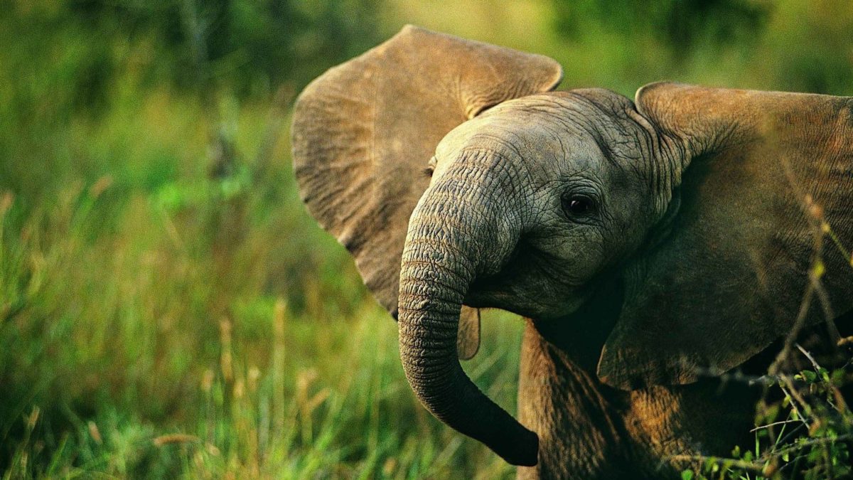 Animals For > Colorful Elephant Wallpapers
