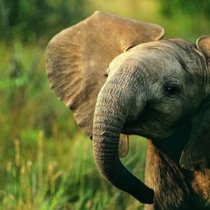 download Animals For > Colorful Elephant Wallpapers