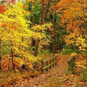 download Beautiful Fall Wallpapers – Autumn Wallpaper (15496213) – Fanpop