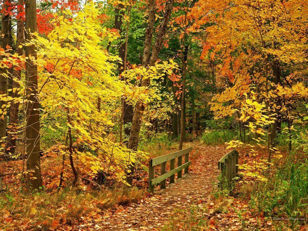 Beautiful Fall Wallpapers – Autumn Wallpaper (15496213) – Fanpop