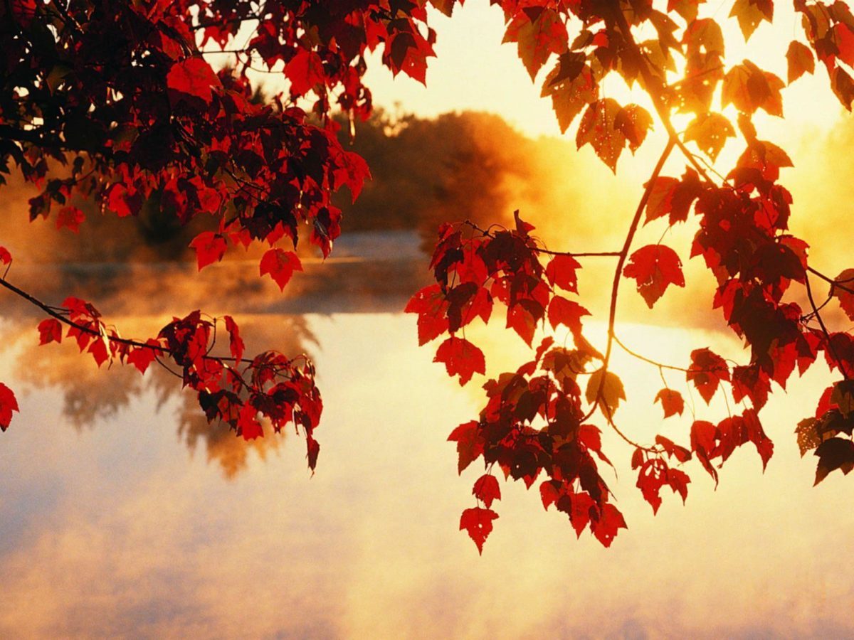 Light Beam Autumn Fall Wallpaper | HD Wallpapers & HD Backgrounds …