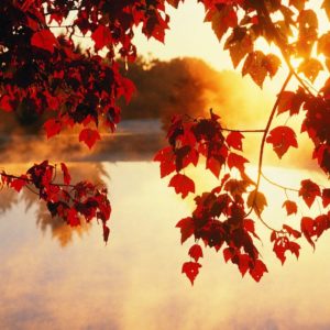 download Light Beam Autumn Fall Wallpaper | HD Wallpapers & HD Backgrounds …