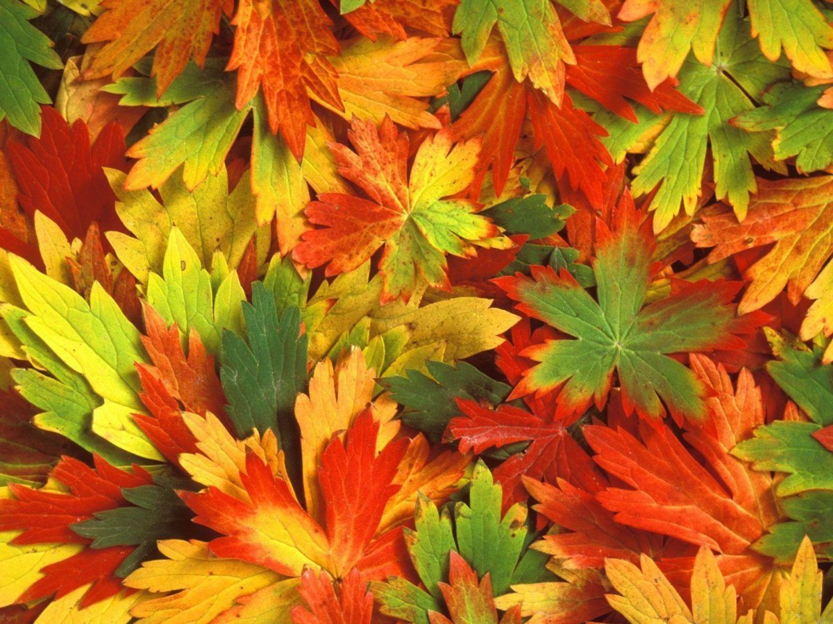 Fall Leaf Wallpaper 3D Colors Of Fall Wallpapers HD Wallpapers …