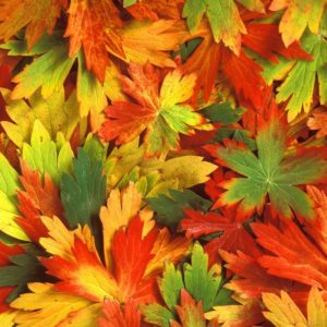 download Fall Leaf Wallpaper 3D Colors Of Fall Wallpapers HD Wallpapers …