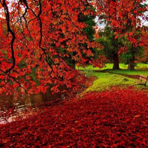 download Autumn Wallpapers – Full HD wallpaper search