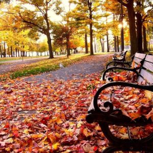 download Fall Season Wallpapers – Full HD wallpaper search