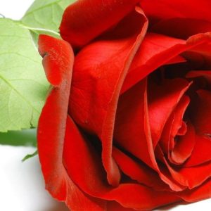 download Free Wallpaper – Free Flower wallpaper – Rose 1 wallpaper …