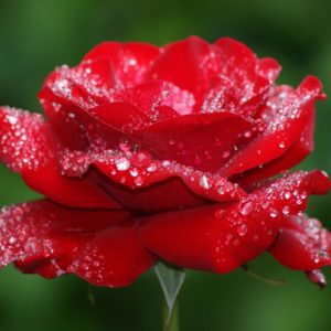download roses wallpapers free download – AHD Images